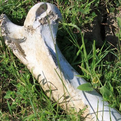 Vršac: Biznis preko laži i leševa
