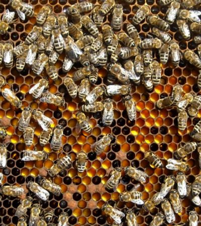 Pčelarstvo je profesija satkana od ljubavi, rada i slobode