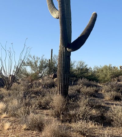 Arizona Dream 🌵