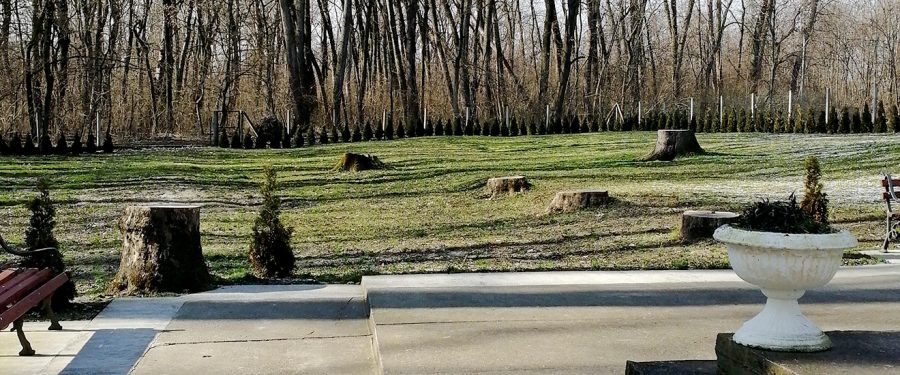 Stoletne jele u manastiru Bavanište posečene sa „blagoslovom”