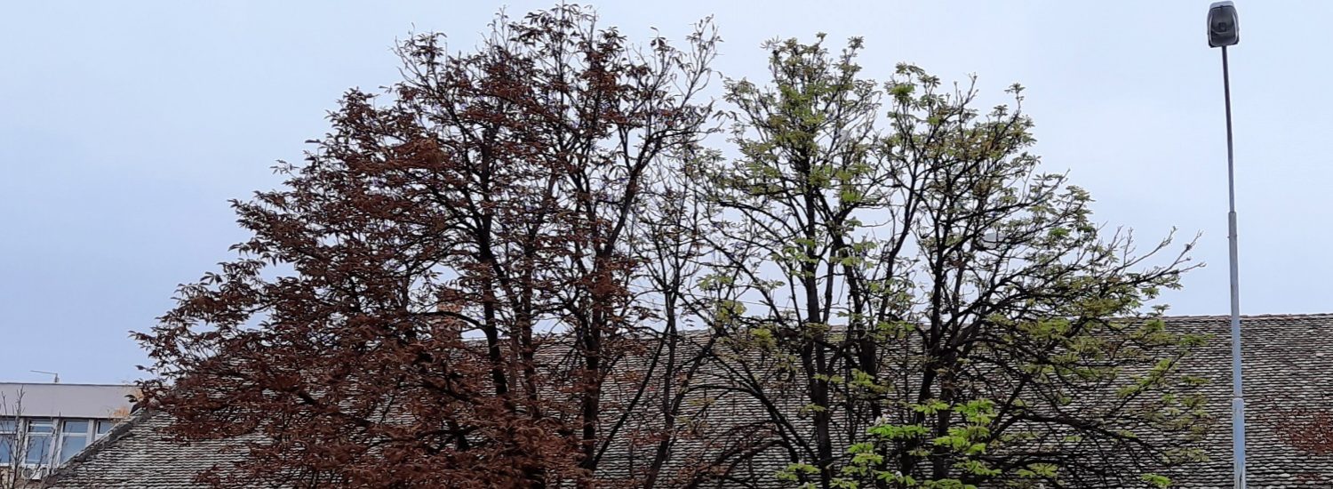 Pančevo.city