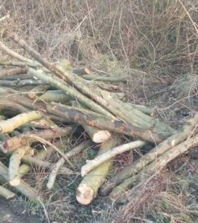 Šumokradice poharale šumu manastira Rođenje Presvete Bogorodice kod Bavaništa