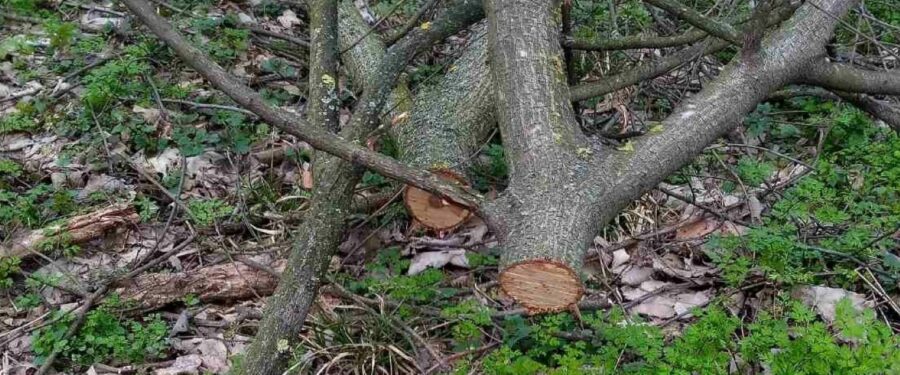 Bavanište: Ponovo krađa u manastirskoj šumi