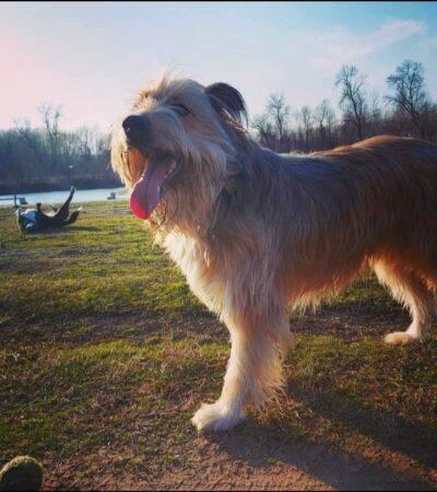 Život jednog psa, Fluffy the boy