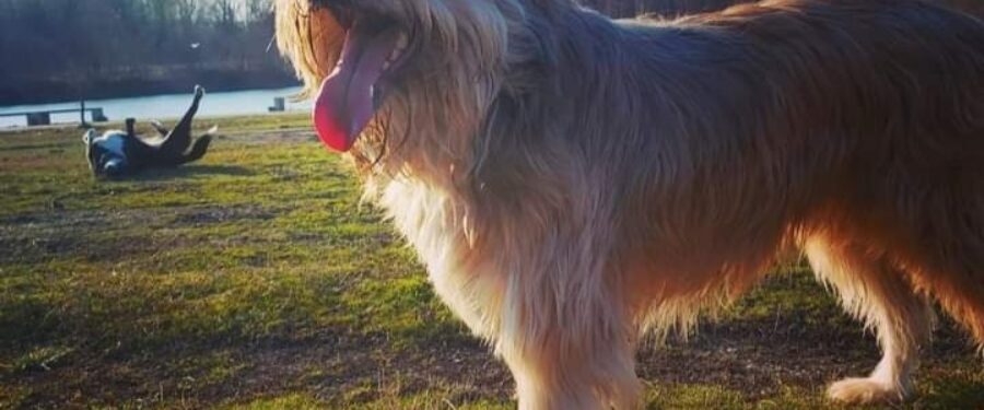 Život jednog psa, Fluffy the boy
