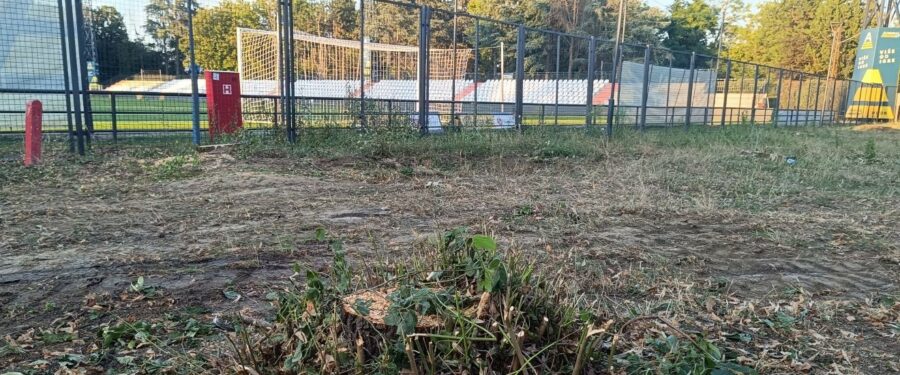 Zbor Mladost: Gradska vlast ne odgovara na poziv na sastanak zbog seče stabala na Sportskom centru